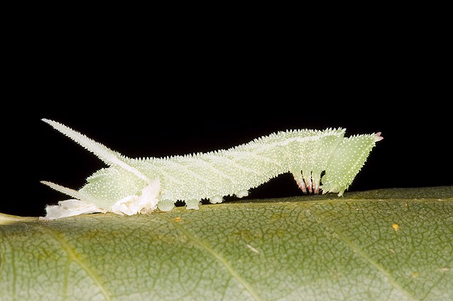 Early fourth instar larva of Smerinthus ocellatus atlanticus, Morocco. Photo: © Frank Deschandol.