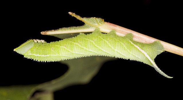 Late fourth instar larva of Smerinthus ocellatus atlanticus, Morocco. Photo: © Frank Deschandol.