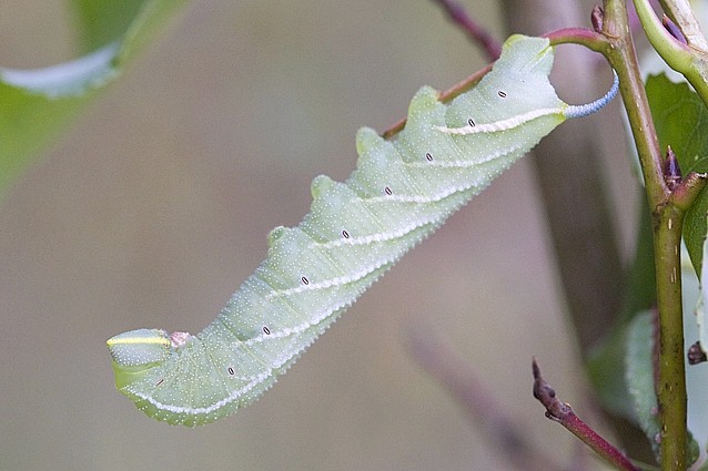 Full-grown grey form larva of Smerinthus ocellatus atlanticus, Morocco. Photo: © Frank Deschandol.