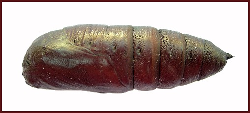 Pupa of Smerinthus caecus (lateral view), Siberia, Russia. Photo: © Tony Pittaway.