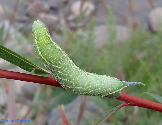 Green larval form of Smerinthus kindermannii (dorsal view), Utror, Swat Valley, Khyber Pakhtunkhwa, Pakistan. Photo: © Azan Karam.