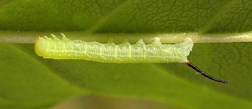 First instar larva of Sphinx ligustri ligustri, Oxfordshire, England, UK. Photo: © Tony Pittaway.