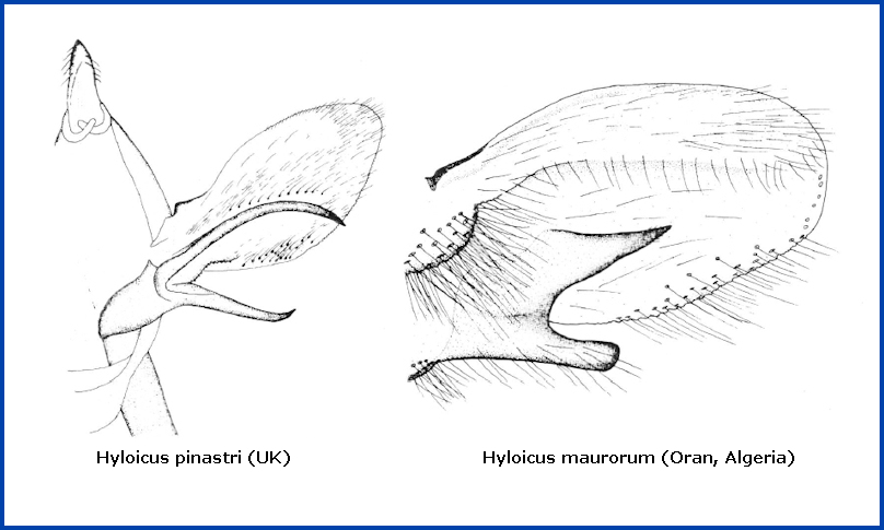 Male genitalia of Hyloicus maurorum and Hyloicus pinastri. Image: © Tony Pittaway.