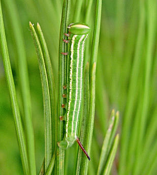 Third instar larva of Hyloicus maurorum, Catalonia, Spain. Photo: © Ben Trott.