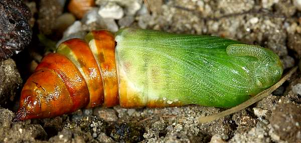 Early stage pupa of Hyloicus maurorum, Casserouge, France. Photo: © Jean Haxaire.