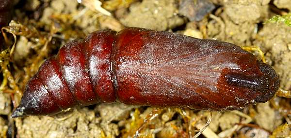 Hardened-off pupa of Hyloicus maurorum, Casserouge, France. Photo: © Jean Haxaire.