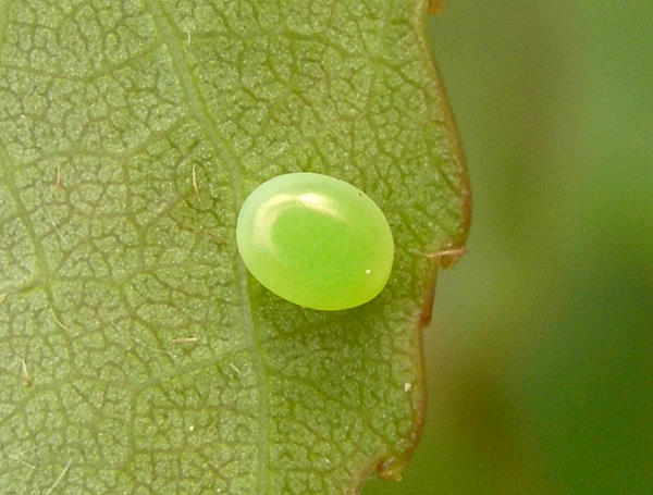 Egg of Smerinthus ocellatus ocellatus, Oxfordshire, England. Photo: © Tony Pittaway