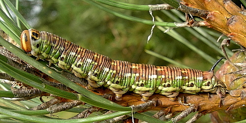 Resting full-grown larva of Hyloicus pinastri, Oxfordshire, England. Photo: © Tony Pittaway.