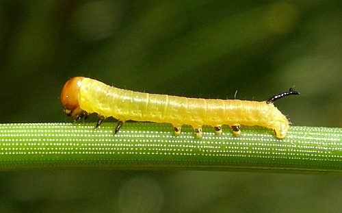 Unfed first instar larva of Hyloicus pinastri, Oxfordshire, England. Photo: © Tony Pittaway.