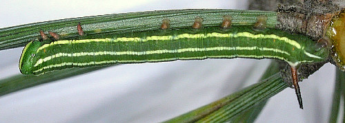Third instar larva of Hyloicus pinastri, Oxfordshire, England. Photo: Mark Boddington.