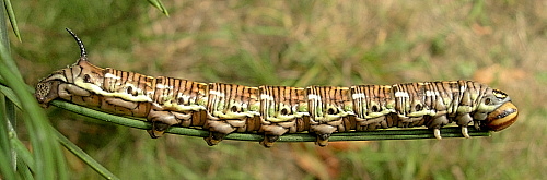 Feeding full-grown larva of Hyloicus pinastri, Oxfordshire, England. Photo: © Tony Pittaway.