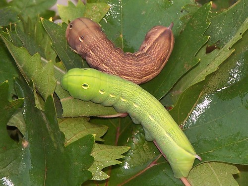 Full-grown brown & green form larvae of Theretra alecto, southern Lebanon. Photo: © Jarek Bury