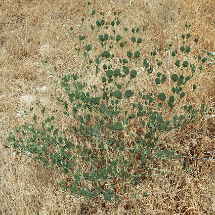 Zygophyllum fabago, the main host of Hyles zygophylli, near Ararat City, Ararat region, Armenia, 16.vi.2021. Photo: © Vyacheslav Ivonin & Yanina Ivonina
