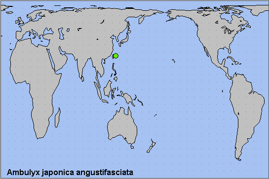 Global distribution of Ambulyx japonica angustifasciata. Map: © NHMUK.