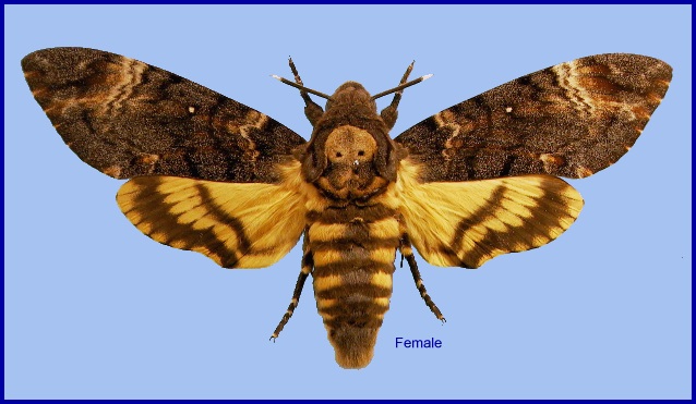 Adult female Acherontia atropos. Photo: © NHMUK