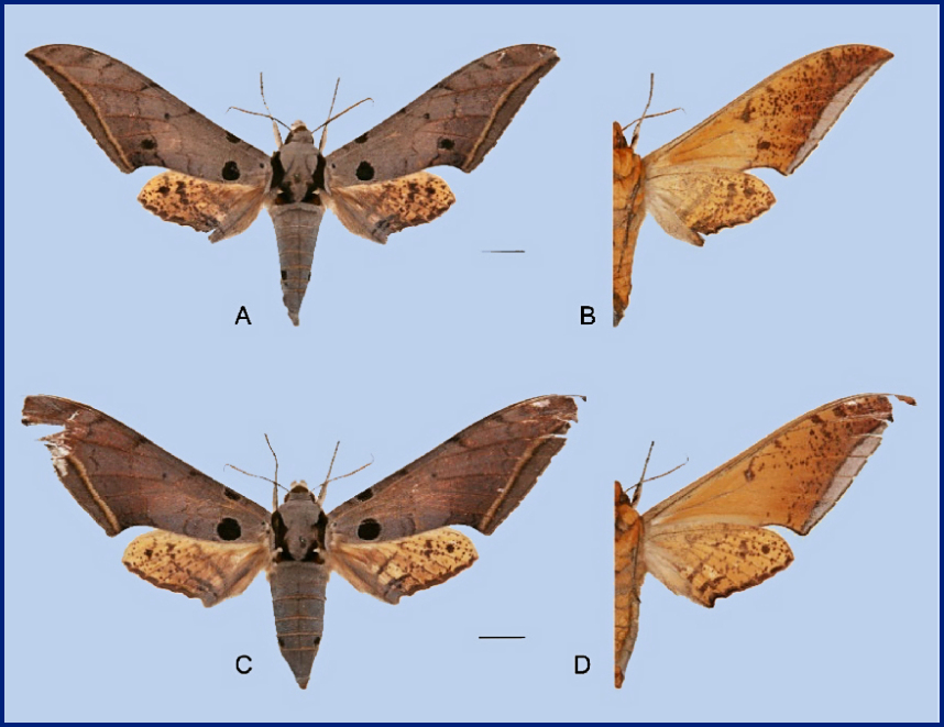 Ambulyx semiplacida bhutana. (A, B) HOLOTYPE, male, 5km S Trongsa Dzong, Bhutan; (C, D) ALLOTYPE, female, Jongkhar, Morong, Bhutan. Photo: © Ronald Brechlin.