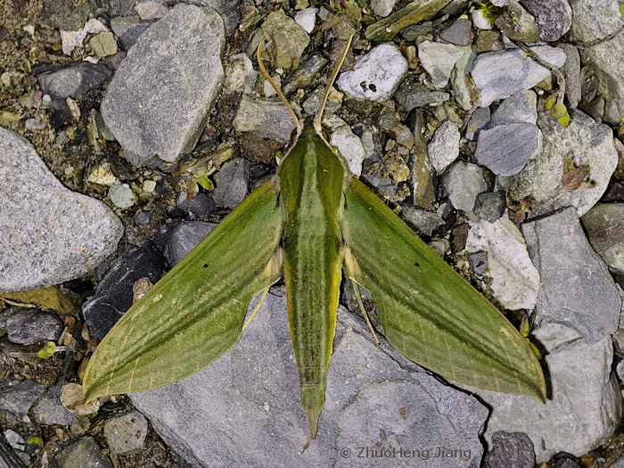 Cechetra bryki, Weixi Lisu Autonomous County, Yunnan, China. 31.vii.2024. Photo: © ZhuoHeng Jiang.