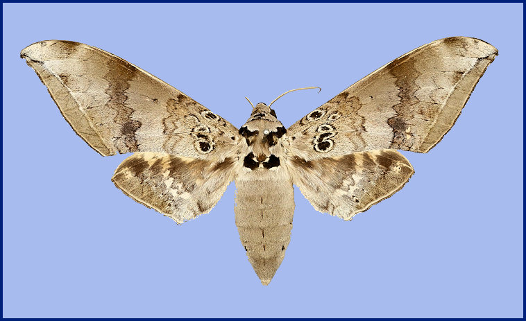 Female Ambulyx canescens (upperside), North Korintji Valley, S.W. Sumatra, Indonesia. Photo: © The Trustees of the Natural History Museum, London (NHMUK).