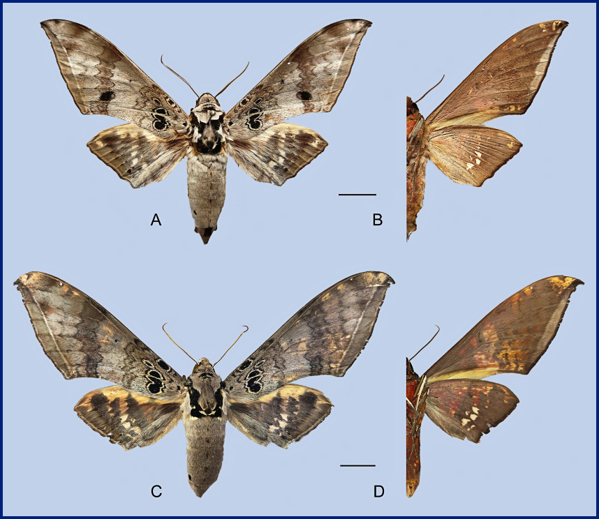 Ambulyx canescens. (A, B) Male, Yingjiang, Yunnan, China; (C, D) Female, Chiang Mai, Thailand. Photo: © Jiang, Kitching, Xu, Xu, Yan, Yu, Liu & Hu, 2025.