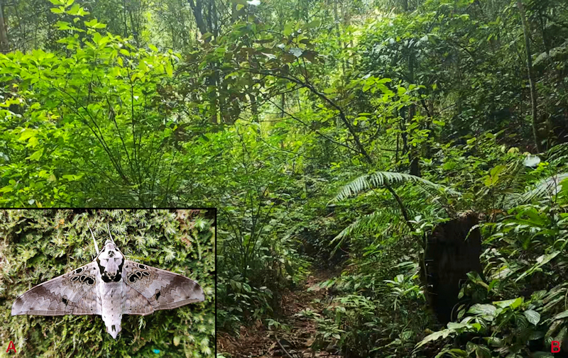 Habitat and living adult of Ambulyx canescens. (A) Male; (B) Yingjiang County, Yunnan, China. Photo: © Jiang, Kitching, Xu, Xu, Yan, Yu, Liu & Hu, 2025.