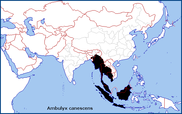 Global distribution of Ambulyx canescens. Map: © Tony Pittaway.