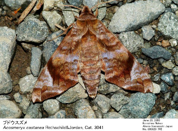 Resting Acosmeryx castanea, Japan. Photo: © Kenichiro Nakao.