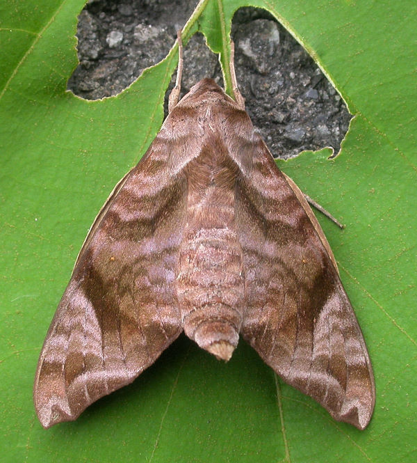 Resting Acosmeryx castanea, Taiwan. Photo: © Felix Lin.