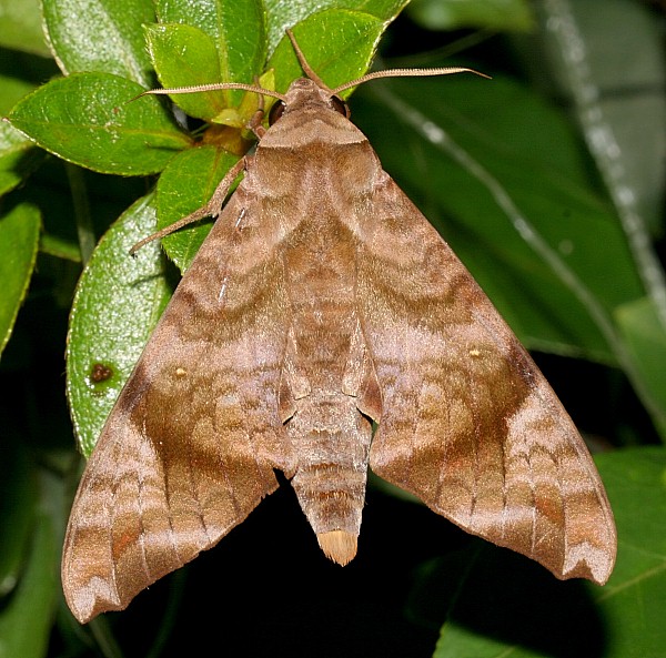 Resting Acosmeryx castanea, Jiucai Ling, Guizhou, China. Photo: © Viktor Sinjaev.