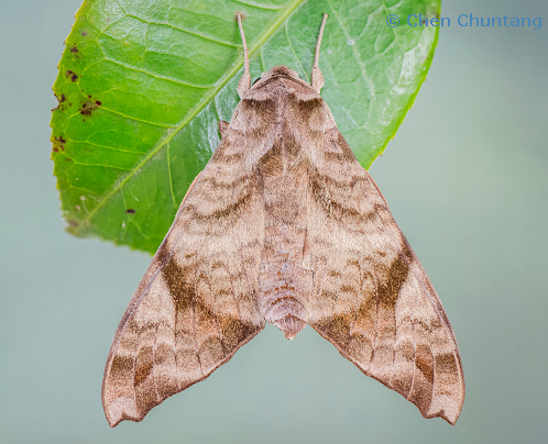 Resting Acosmeryx castanea, Kuocang Mountain Nature Reserve, Zhejiang, China, 21.v.2015. Photo: © Chen Chuntang.