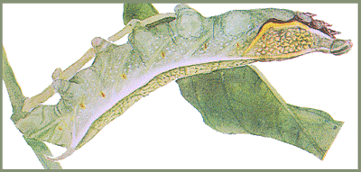 Full-grown larva of Acosmeryx castanea. Image: Mell, 1922b