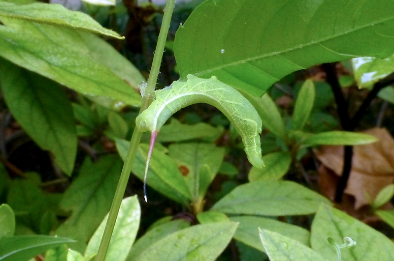 Third instar larva of Acosmeryx castanea on Cayratia japonica, Jade Emperor Hill, West Lake, Hangzhou, Zhejiang, China, 11.ix.2016. Photo: © Tony Pittaway.