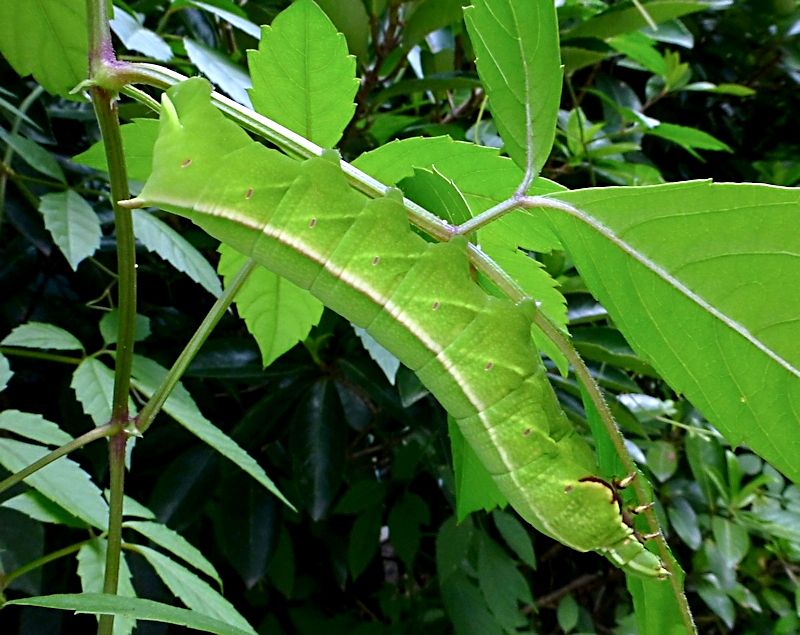 Full-grown larva of Acosmeryx castanea on Cayratia japonica, Jade Emperor Hill, West Lake, Hangzhou, Zhejiang, China, 12.ix.2016. Photo: © Tony Pittaway.