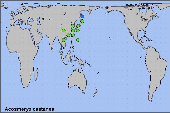 Global distribution of Acosmeryx castanea. Map: © NHMUK.
