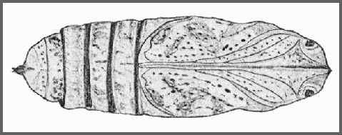 Pupa of Acosmeryx castanea. Image: Mell, 1922b