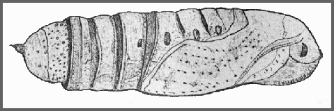 Pupa of Acosmeryx castanea. Image: Mell, 1922b