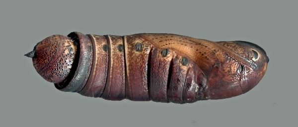 Pupa of Acosmeryx castanea, Jade Emperor Hill, West Lake, Hangzhou, Zhejiang, China, September 2016. Photo: © Tony Pittaway.