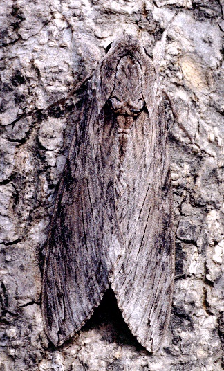 Resting female Agrius convolvuli, Louguantai Forest Park (near Xi'an), Shaanxi, China, 20.vii.1995. Photo: © Tony Pittaway.