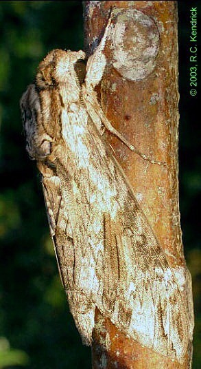 Resting male Agrius convolvuli, Hong Kong, China. Photo: © Roger Kendrick.