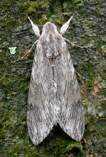 Resting female Agrius convolvuli, Taiwan. Photo: © Felix Lin.