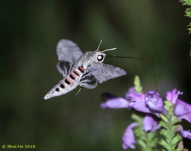 Feeding Agrius convolvuli, Wuhan, Hubei, China, x.2018. Photo: © He JiBai, 2018.