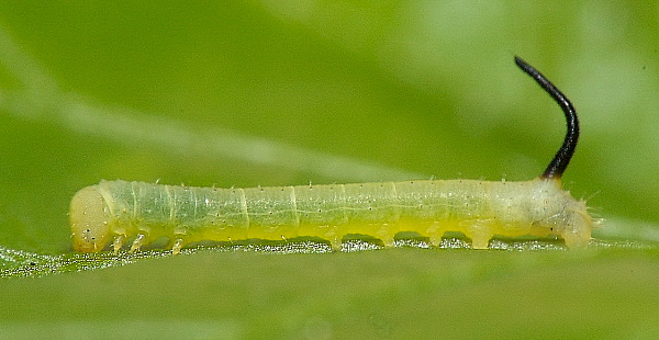 First instar larva of Agrius convolvuli, Hefei, Anhui, China. Photo: © Dong Wei