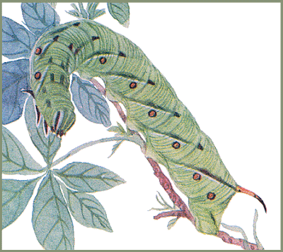 Full-grown larva of Agrius convolvuli (green form). Image: Mell, 1922b