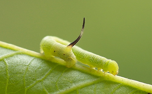 Second instar larva of Agrius convolvuli, Hefei, Anhui, China. Photo: © Dong Wei