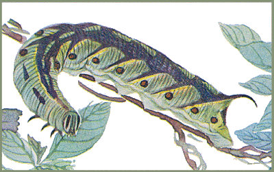 Full-grown larva of Agrius convolvuli (black-marked green form). Image: Mell, 1922b