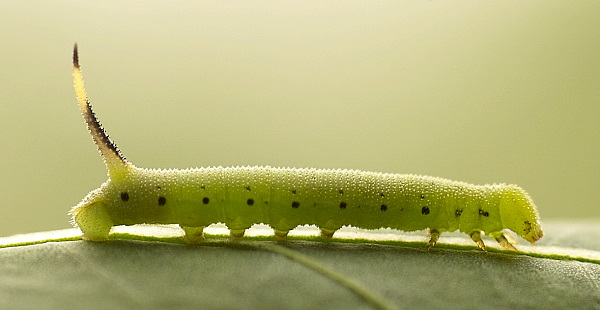 Third instar larva of Agrius convolvuli, Hefei, Anhui, China. Photo: © Dong Wei