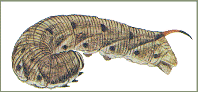 Full-grown larva of Agrius convolvuli (brown form). Image: Mell, 1922b