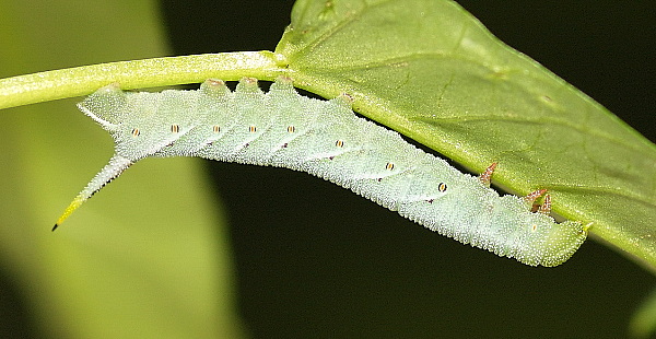 Fourth instar larva of Agrius convolvuli, Hefei, Anhui, China. Photo: © Dong Wei