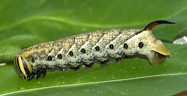 Immature fifth instar larva of Agrius convolvuli (light-brown form), Hefei, Anhui, China. Photo: © Dong Wei
