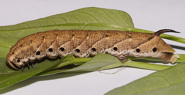 Full-grown fifth instar larva of Agrius convolvuli (light-brown form), Hefei, Anhui, China. Photo: © Dong Wei