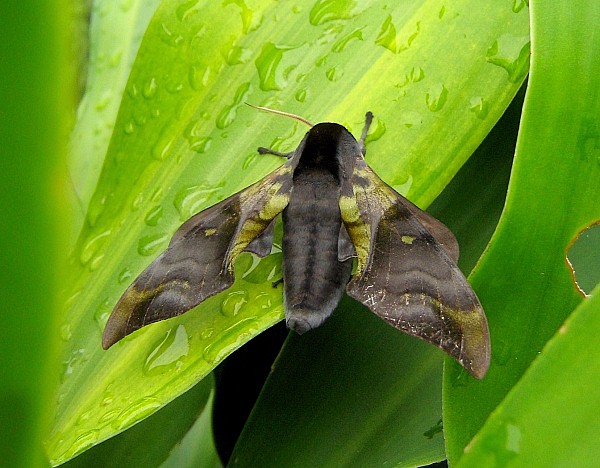 Male Anambulyx elwesi, Doi Suthep, Chiang Mai, Thailand, 28.v.2006, 1000m. Photo: © Thomas Ihle.